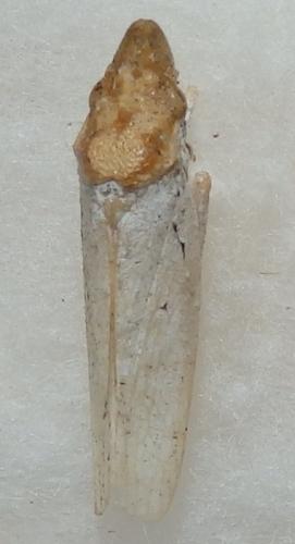 Diestostemma huallagana